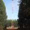  Torre de observação da  Arcelormittal  Jequitinhonha