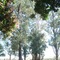 fazenda padre poa