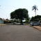 arvore na rua