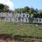 entrada de coelho neto
