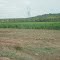 Cana no Maranhão