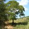 Belo angico na Fazenda São Leandro - Macaé/RJ. (21/02/2010)