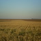 Lavoura de Trigo em P. Porã