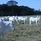 Cadastro de Compromisso Socioambiental - Fazenda Marupiara - Cadastrada desde 2009