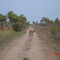 Cervo pantaneiro - Estrada Fazenda Sete Touro Morto