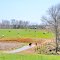 VIRGINIA: MIDDLESEX COUNTY: CHURCH VIEW: cattle on Wares Bridge Road