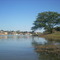 Barragem de Cajuru - Árvore