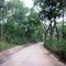 Estrada