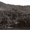 Costa da Lagoa - bambuzal com canoas de garapuvu