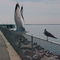 Gull takes flight