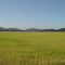 Arrozeira