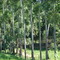 Fazenda
