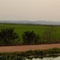 Campo de arroz com serra da Bodoquena ao fundo na fazenda San Francisco - Miranda  - Mato Grosso do Sul