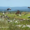 Aves do Pantanal