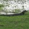 Jacaré Caiman - Pantanal