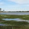 Lagoa - Pantanal