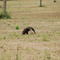 Tamandua