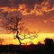 Pôr-do-sol Pantaneiro