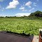 SAN FRANCISCO FARM - MIRANDA - MATO GROSSO DO SUL STATE - BRASIL - SOUTH AMERICA