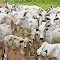 A herd of Zebu or Humped Cattle (Bos primigenius indicus or Bos indicus).
