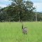 Ema - Pantanal Sul