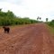 Pantanal Sul: Capivara dando um passeio na Estrada Parque