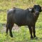Bufalo