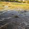 Pantanal na cheia
