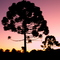 Pinheiro ao entardecer