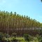 Floresta de Eucalipto