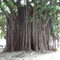 Ficus bengalensis