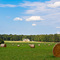 Summer in Virginia