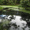 REFLEXOS NO LAGO - ILHA COMPRIDA / 2.009