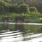 Anta no Pantanal Norte