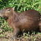 Capivara -By Vilson Volpato
