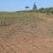 Cadastro de Compromisso Socioambiental - Fazenda Boca da Mata - Cadastrada desde 2010