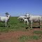 Cadastro de Compromisso Socioambiental - Fazenda San José I - Cadastrada desde 2011