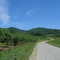 Mountain Orchard