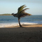 The Lonely Tree