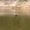 Jacaré (crocodile/caiman) - Ilha do Bananal - TO