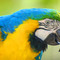 Arara