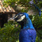 Pavão (Pavo sp., Phasianidae) , Itu, SP, Brasil