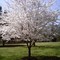 Cherry Blossoms