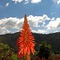 Bromilia - Flower