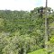 Araucárias - Horto Florestal
