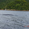 Baleias, Lagoa Verde (Foto:bazanezi)