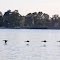 Duck flight on the Rappahannock River, Tappahannock, Virginia