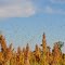 Maritacas na plantação de sorgo na estrada Patricio | São Jorge do Patrocinio-Pr | Por Marcinho Fotografo