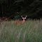 VIRGINIA: JAMES CITY COUNTY: Williamsburg Marketplace: White-tailed or Virginia Deer (Odocoileus virginianus) bucks grazing outside Centro Havana Café Authentic Cuban Cuisine restaurant (now defunct)