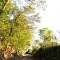 VIRGINIA: WILLIAMSBURG: a view toward the end of Quarterpath Road